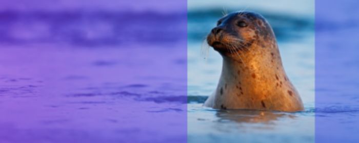 Seal in ocean